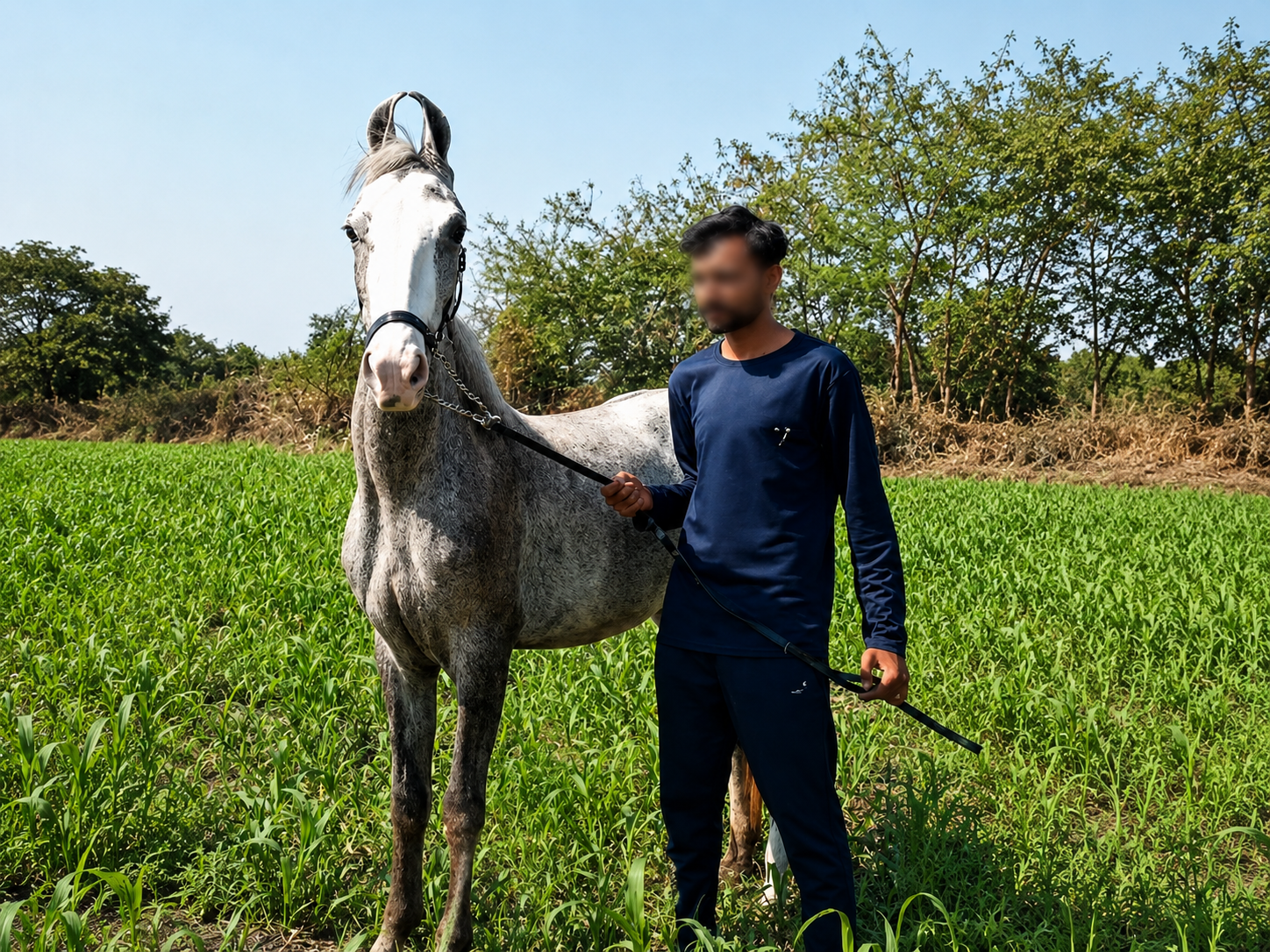Premium Young Filly for Sale: Exceptional Type & Pedigree