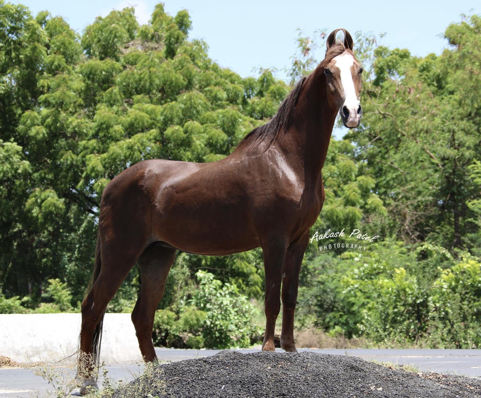 Premium Marwari Mare for Sale: Exceptional 63+ Inch Stature