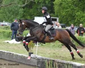 Drop (Małopolski, born 2001, by Vis Versa out of Dratwa, bred by SK Janów Podlaski)