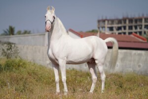 Maharaja
