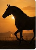 seasonal electrolyte management for Indian horses