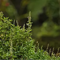 Equenatural Shampoo Tantalising Tulsi