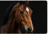 4-week temperament transfer plan for Indian horses