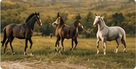 monsoon-ready skin health for Indian horses